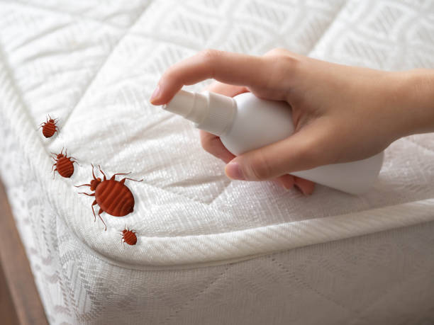 Best Insect Control  in Isle Of Palms, SC